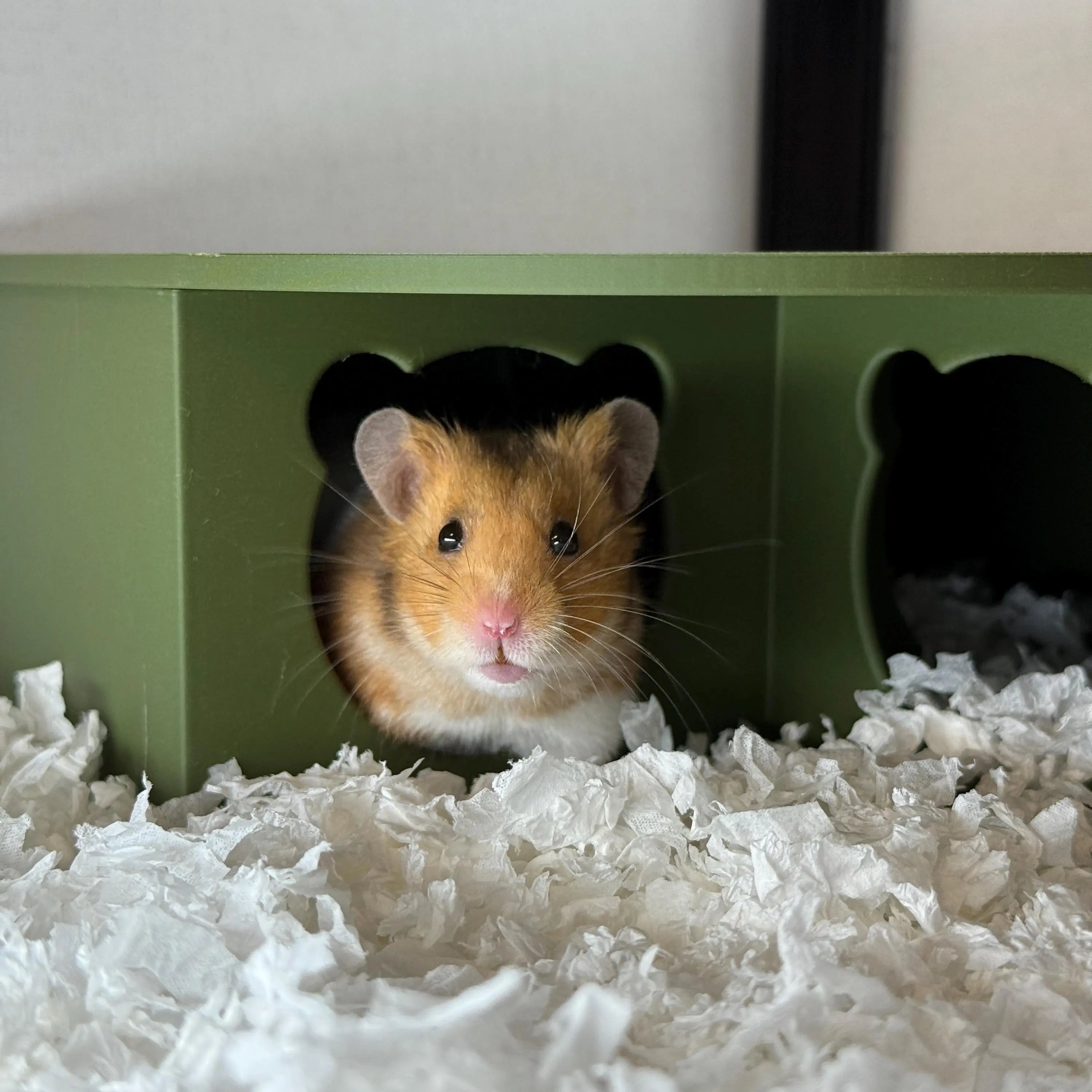 Hamster peeking out of a multi chamber hide