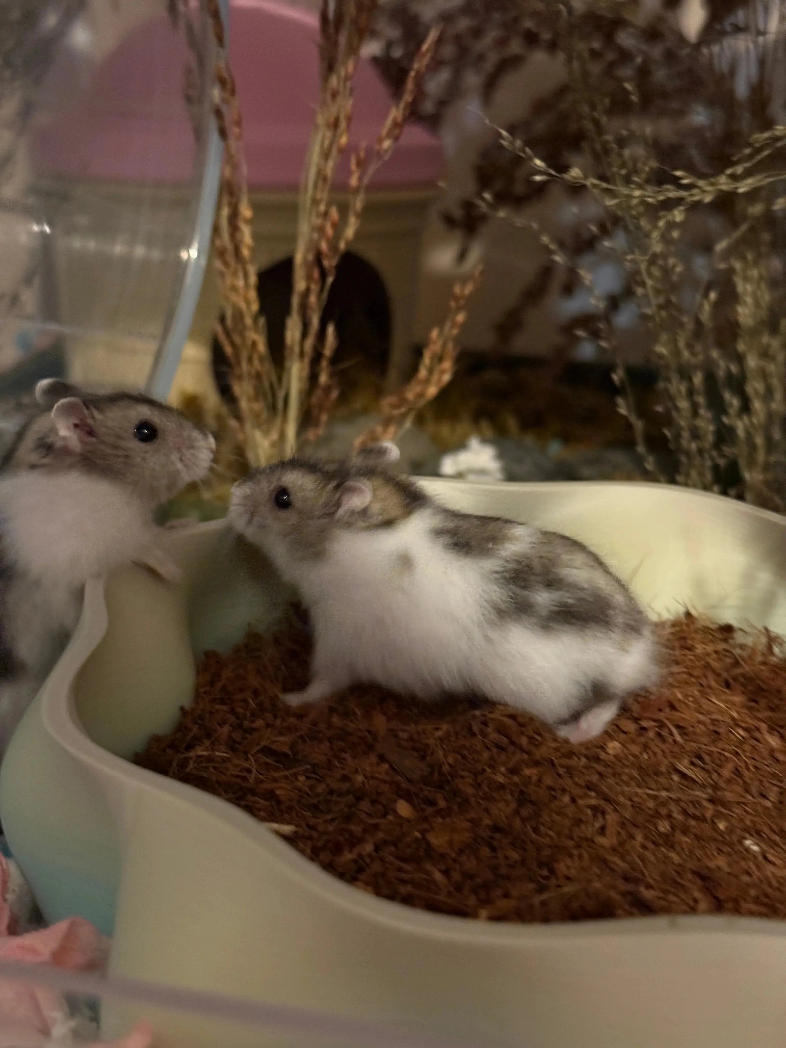 Two baby dwarf hamsters cohabitating