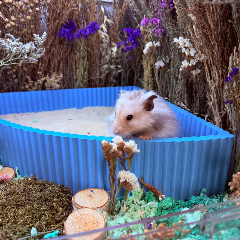 Hamster Sand Bath Guide: Do Hamsters Need One & How Often? - RoseLark Pet Products
