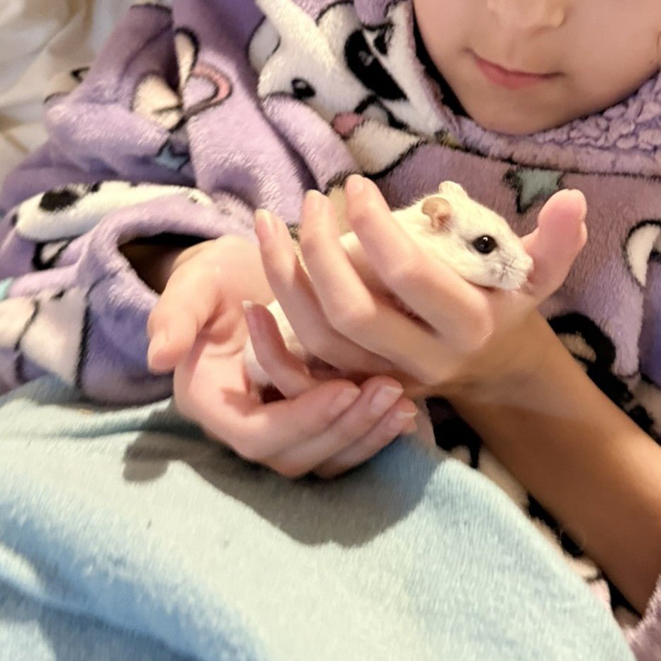How to Tame a Hamster: A Gentle Step-by-Step Guide to Building Trust - RoseLark Pet Products