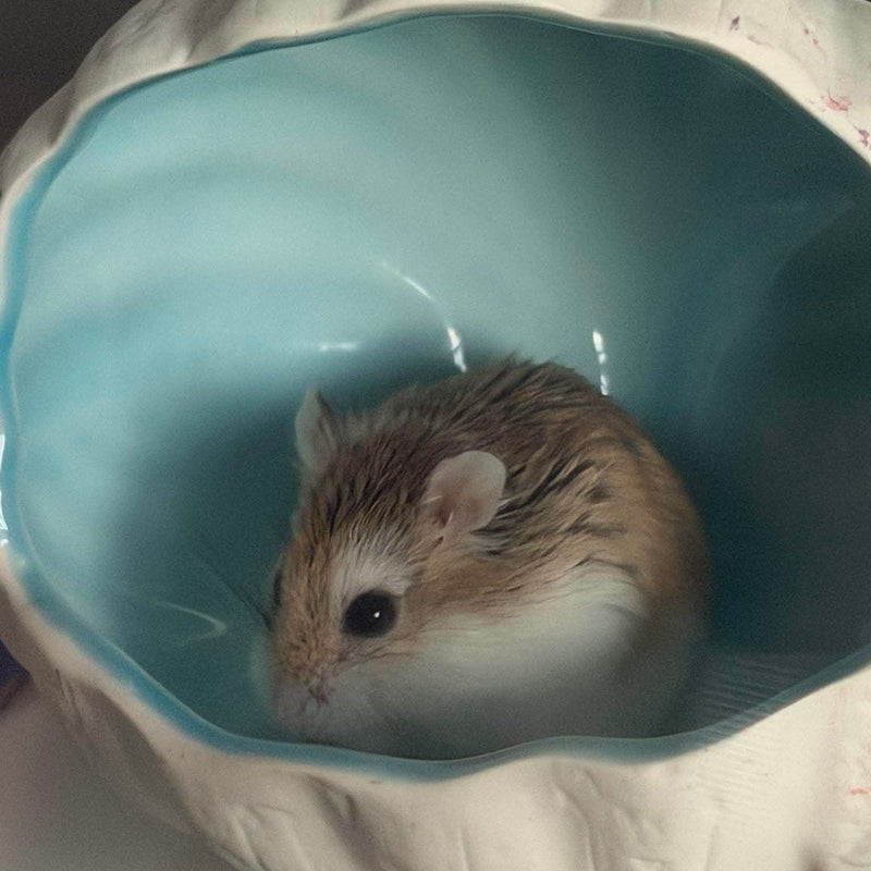 Keeping Hamsters Cool in Hot Weather - RoseLark