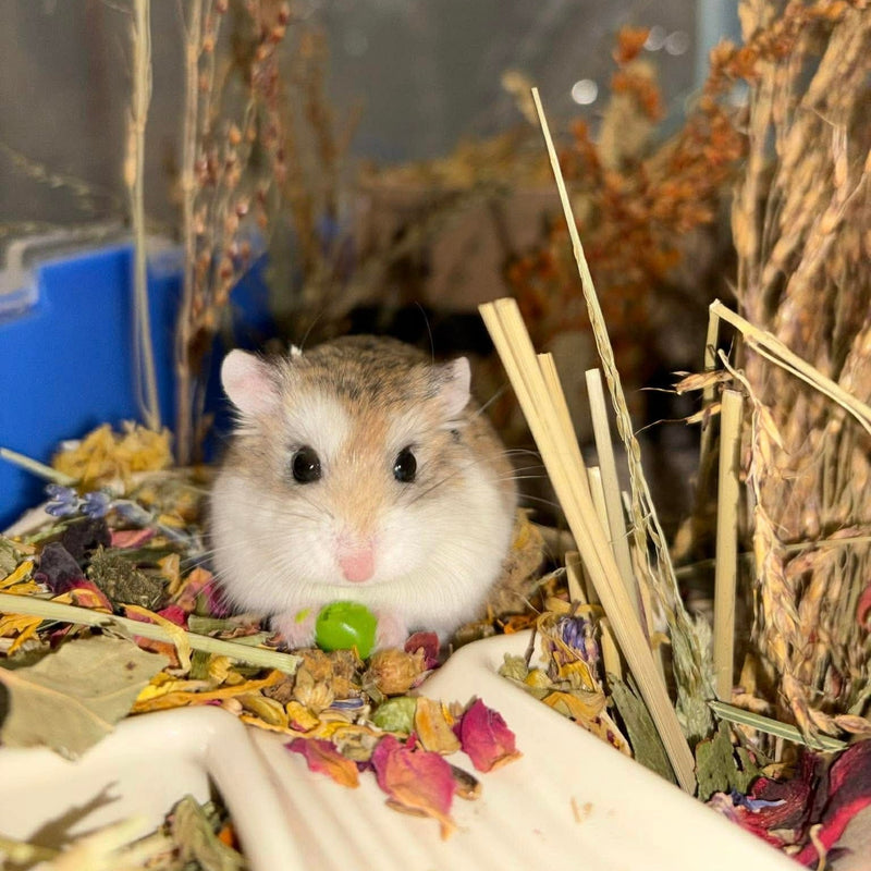 Safe Foods for Hamsters: What Fruits, Vegetables & Treats Can They Eat? - RoseLark Pet Products