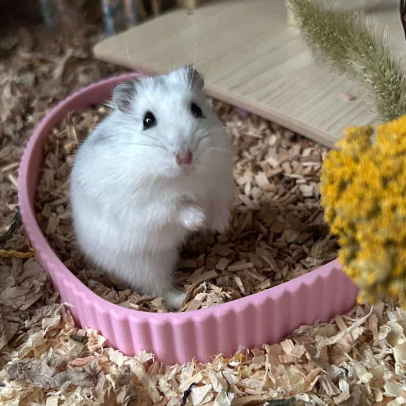 Things to Know Before Getting a Hamster - RoseLark