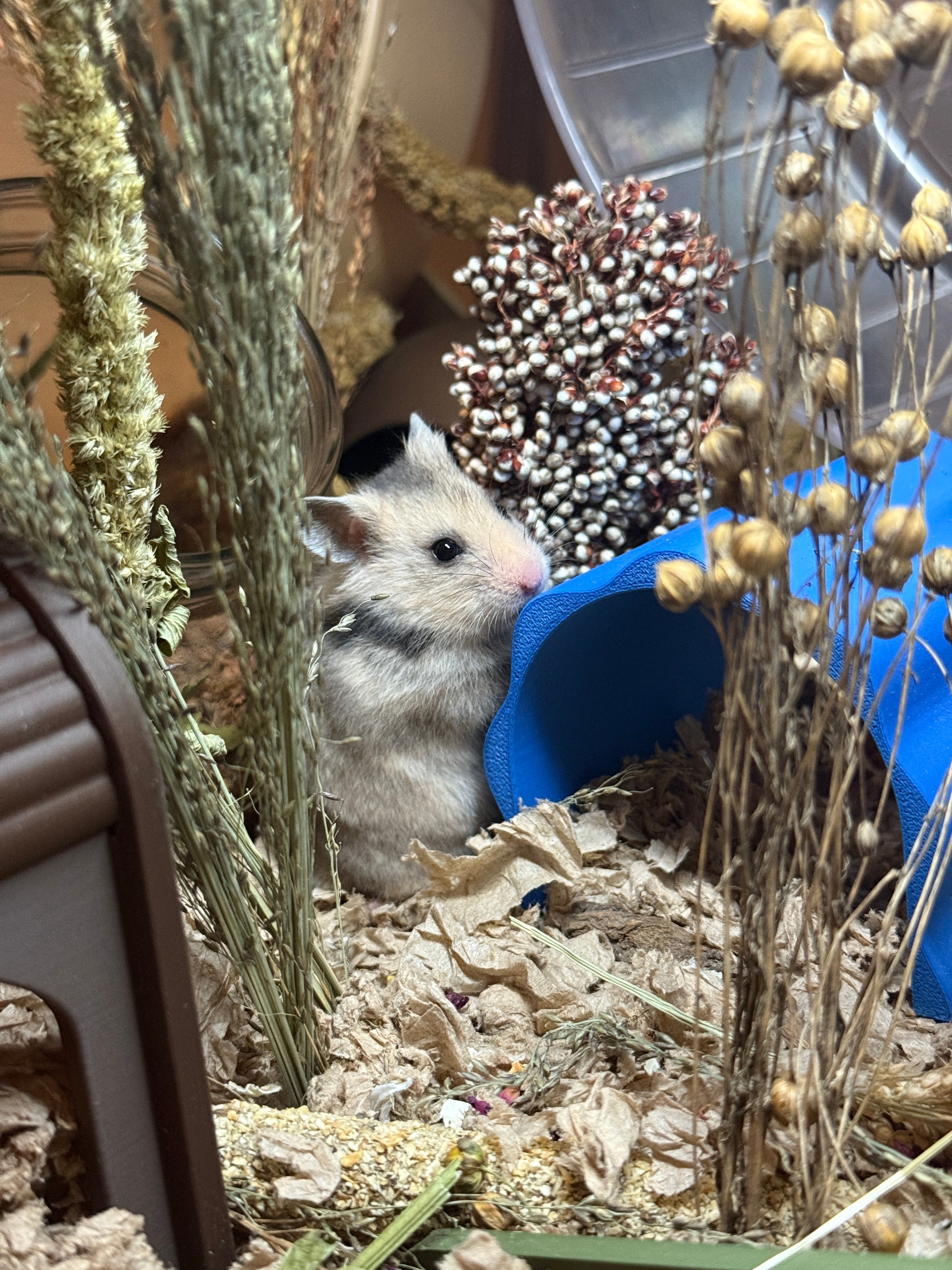 Why Adopt a Hamster? The Ethical Choice That Saves Lives - RoseLark Pet Products