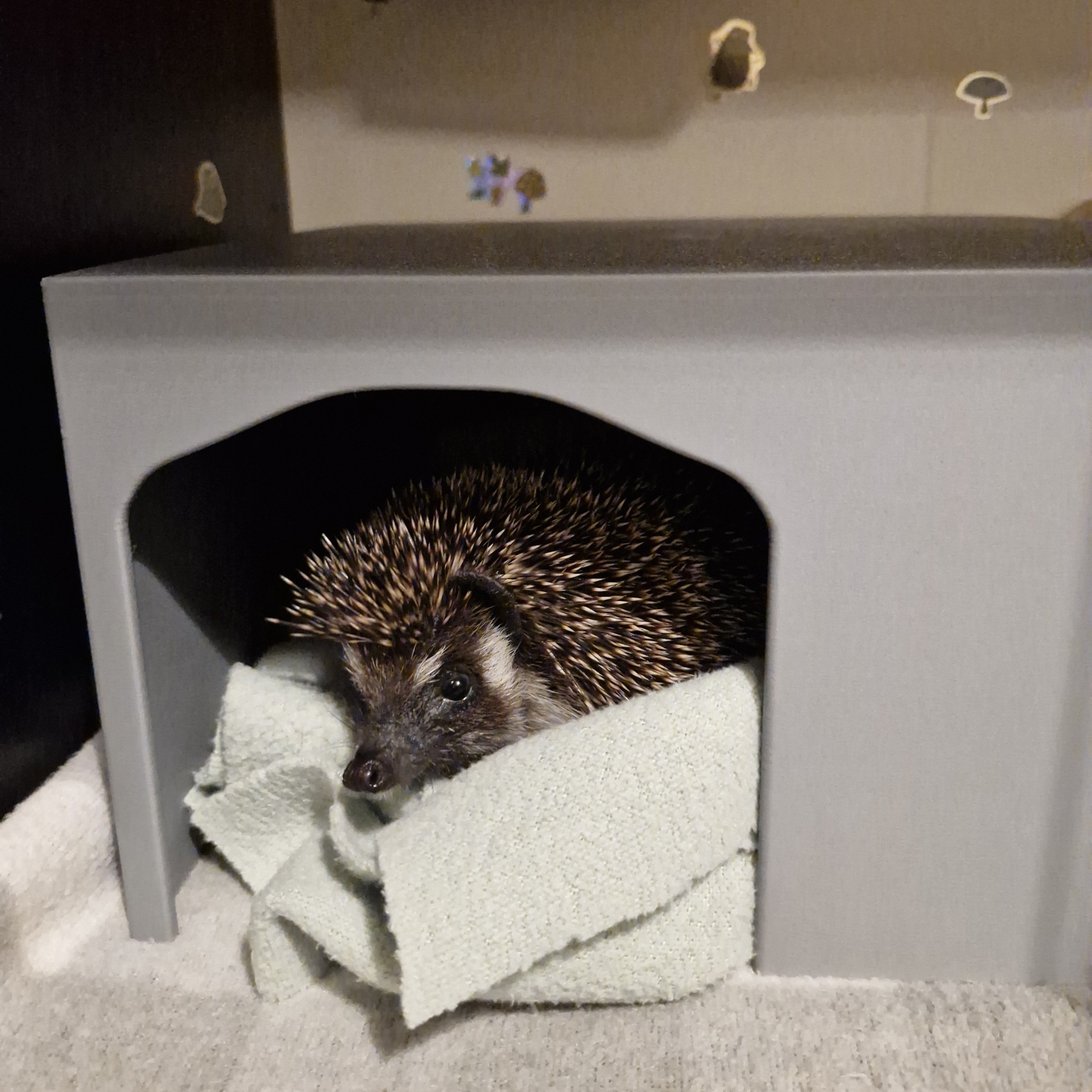 African Pygmy Hedgehogs - RoseLark Pet Products