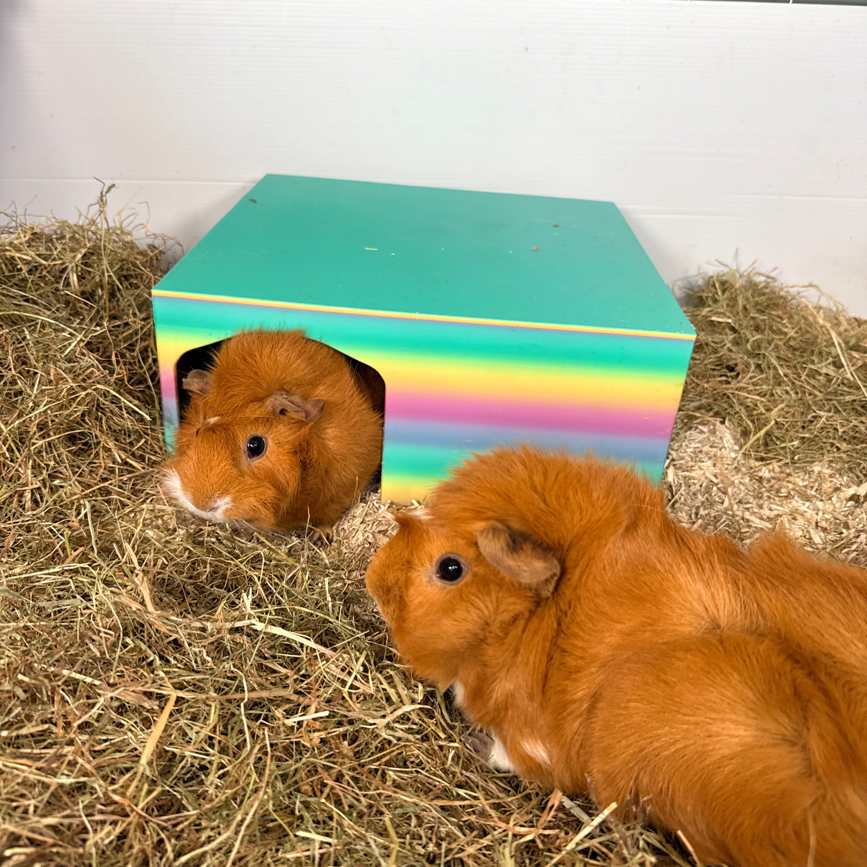 Guinea Pigs - RoseLark Pet Products