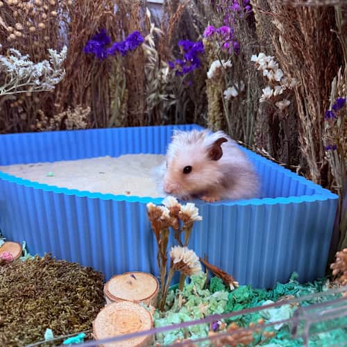 Hamster Sand Baths & Dig Boxes - RoseLark Pet Products