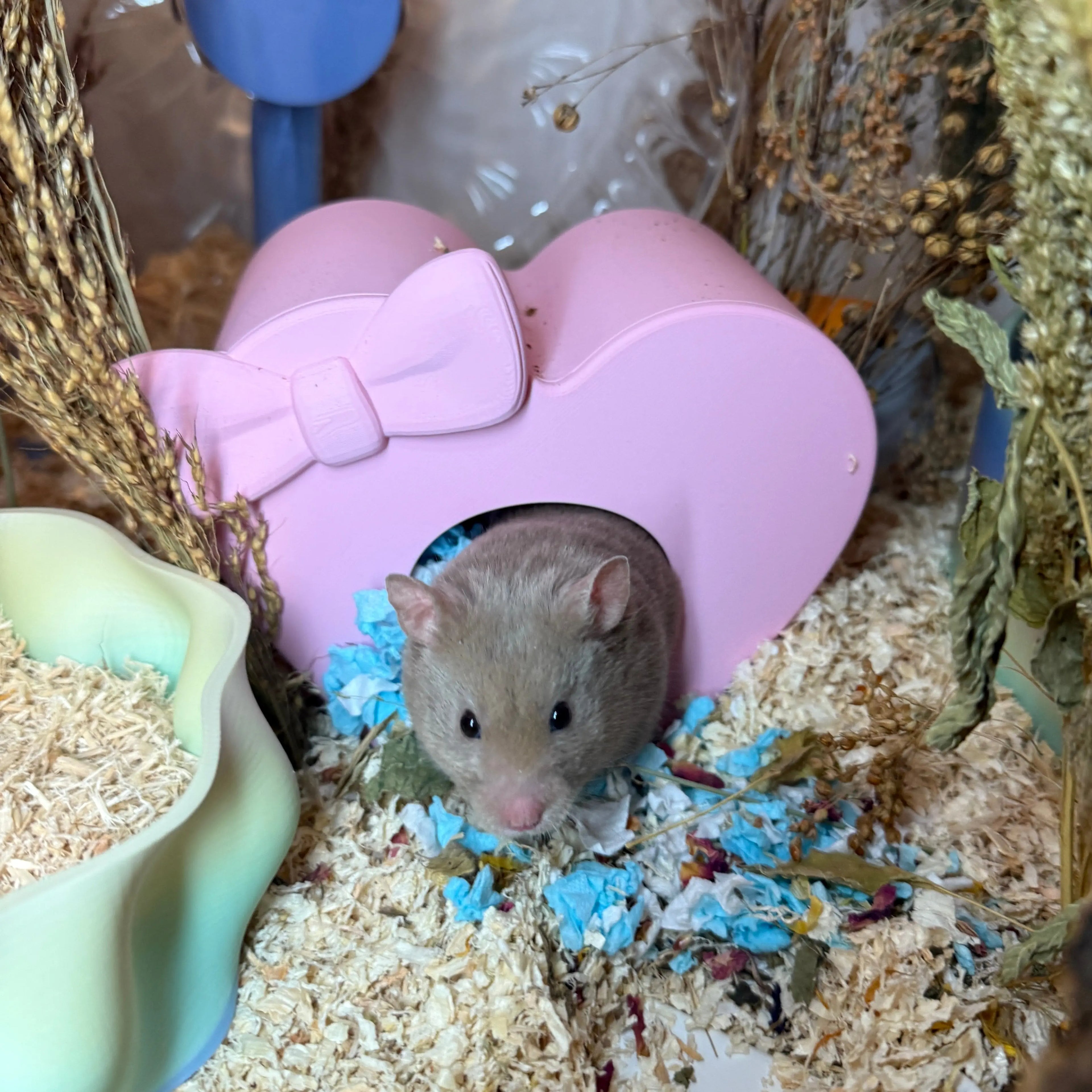 Syrian hamster inside of Heart-shaped hideout 