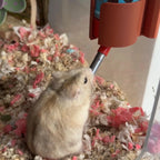 Water Bottle Holder for Bucatstate RoseLark Pet Products