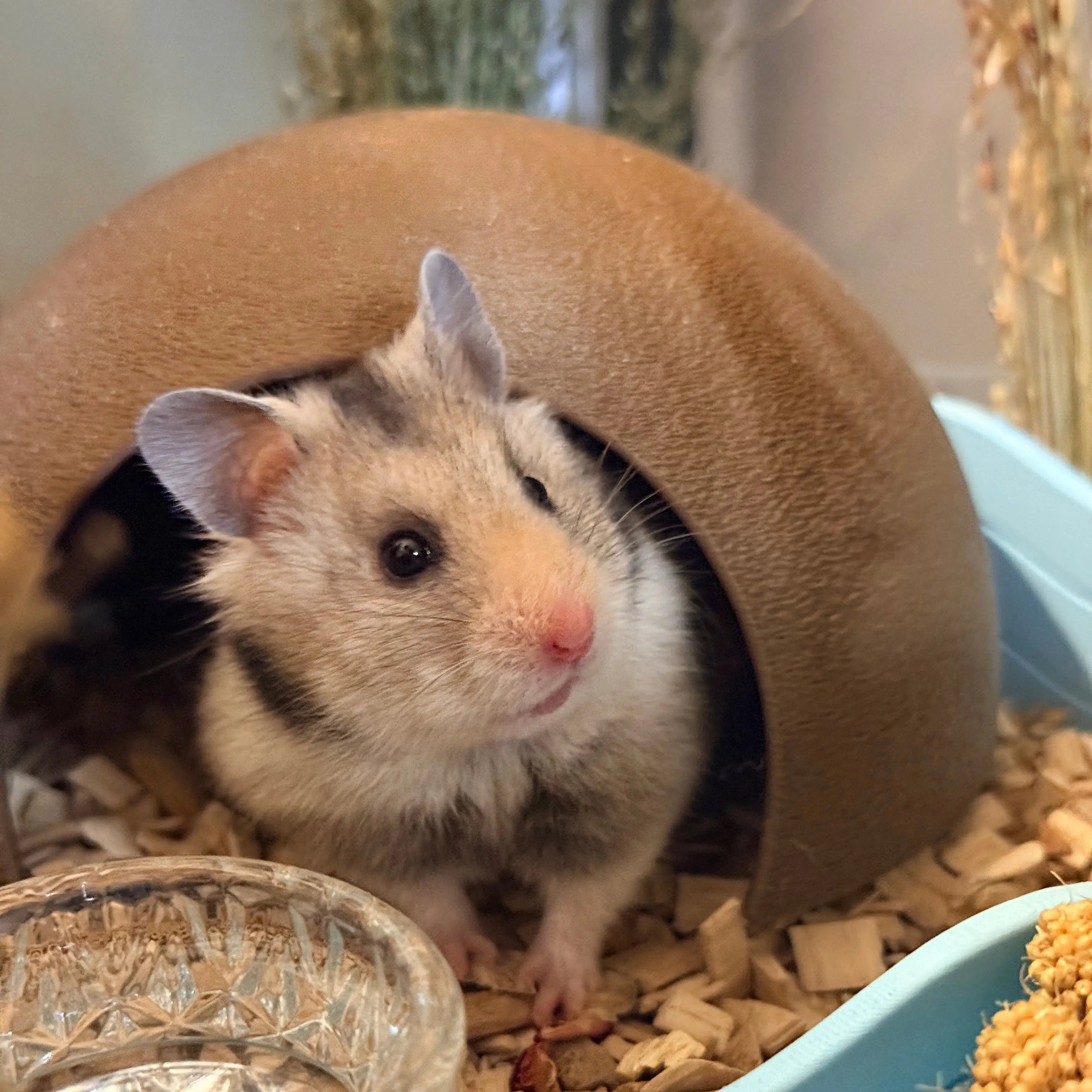 Large Half Coconut Cave Hideout RoseLark Pet Products