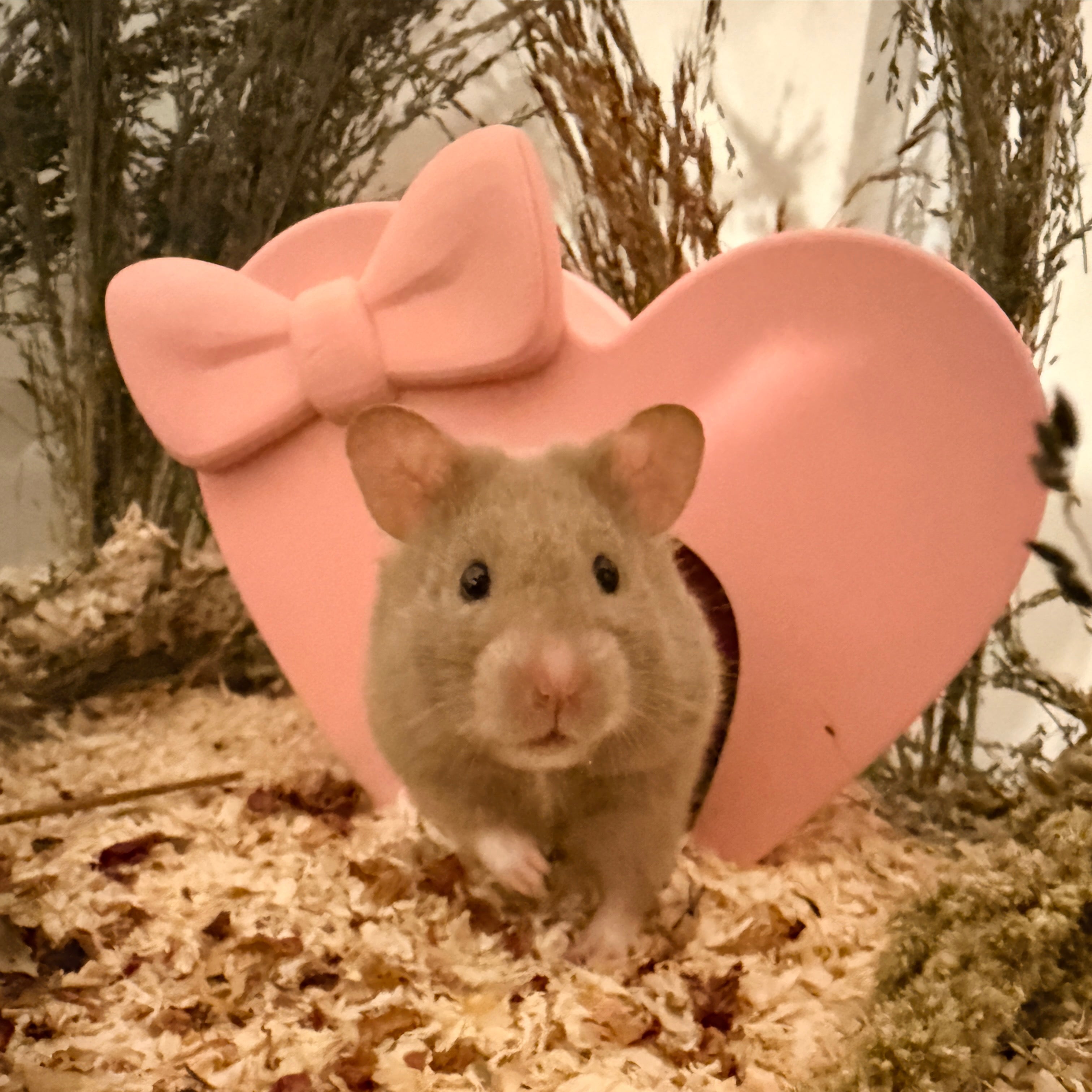 Syrian hamster peeking out of heart hideout 