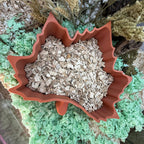 Beech chip substrate used in a hamster dig box for natural enrichment