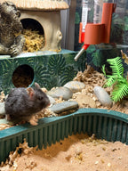 Water Bottle Holder for Bucatstate RoseLark Pet Products