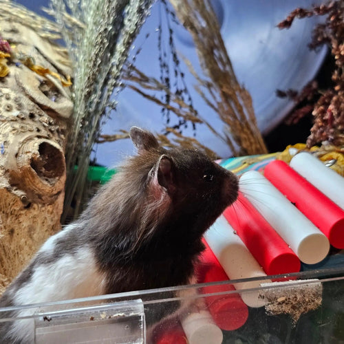 Bridge Candy Cane Lane Bendy Bridge RoseLark Pet Products