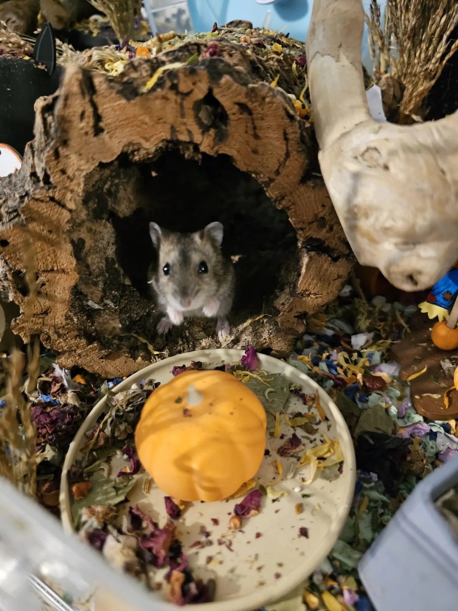 Food Bowl Pumpkin Dish RoseLark Pet Products