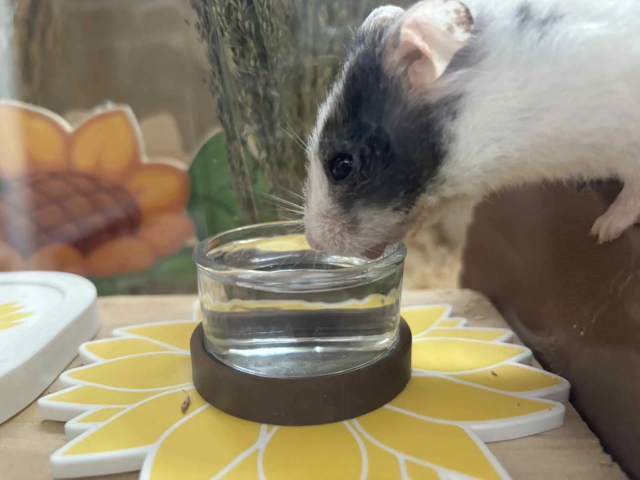 Food Bowl Sunflower Water bowl holder/Food Bowl RoseLark Pet Products