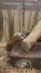 Storybook Cottage 4 Chamber Hamster Hide