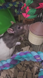 Hanging Foraging Ice Cream