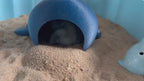 Whale Hide