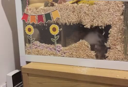 hamster digging in peep hide