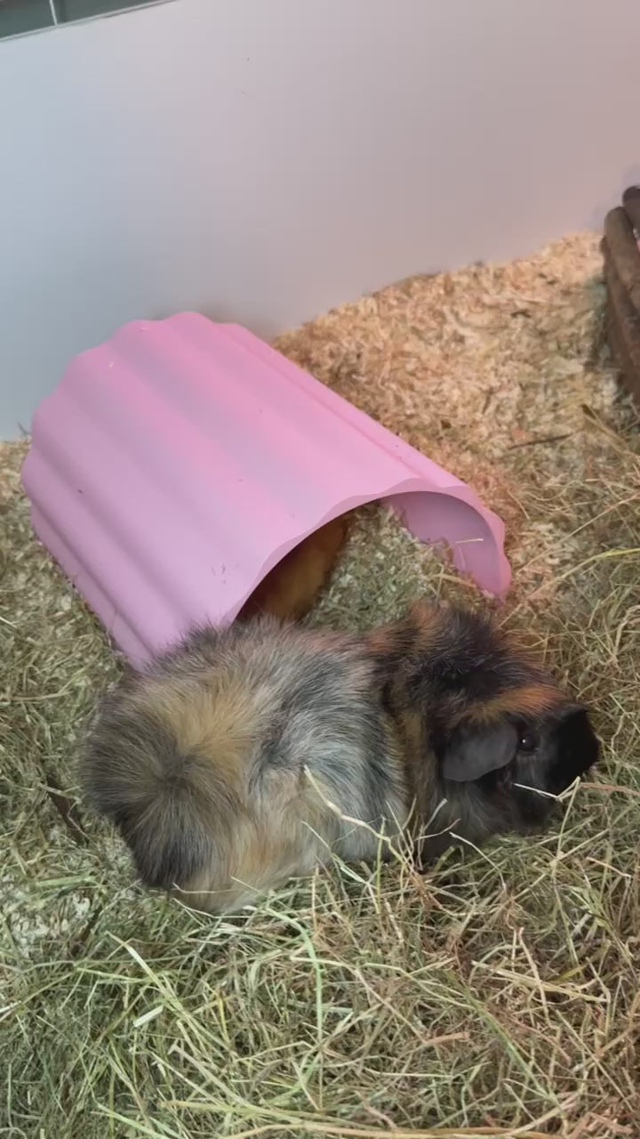 small pet shelter tunnel guinea pig
