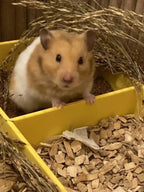 Sand Bath / Dig Box 2 Section Sand Bath & Dig Box RoseLark Pet Products