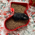 Sand Bath / Dig Box Christmas Sand Bath & Dig Box RoseLark Pet Products