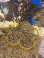 Sand Bath / Dig Box Flower Sand Bath & Dig Box RoseLark Pet Products