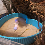 Sand Bath / Dig Box Heart Sand Bath & Dig Box RoseLark Pet Products