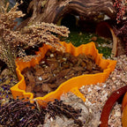 Sand Bath / Dig Box Maple Leaf Sand Bath & Dig Box RoseLark Pet Products