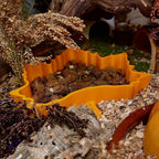 Sand Bath / Dig Box Maple Leaf Sand Bath & Dig Box RoseLark Pet Products