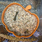 Sand Bath / Dig Box Pumpkin Sand Bath & Dig Box RoseLark Pet Products
