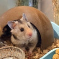 Small Pet Hide Half Coconut Cave Hamster Hideout RoseLark Pet Products