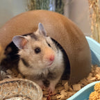 Small Pet Hide Half Coconut Cave Hamster Hideout RoseLark Pet Products