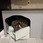 Small Pet Hide Lightweight Hide for Rats, Guinea Pigs and Pygmy Hedgehogs RoseLark Pet Products